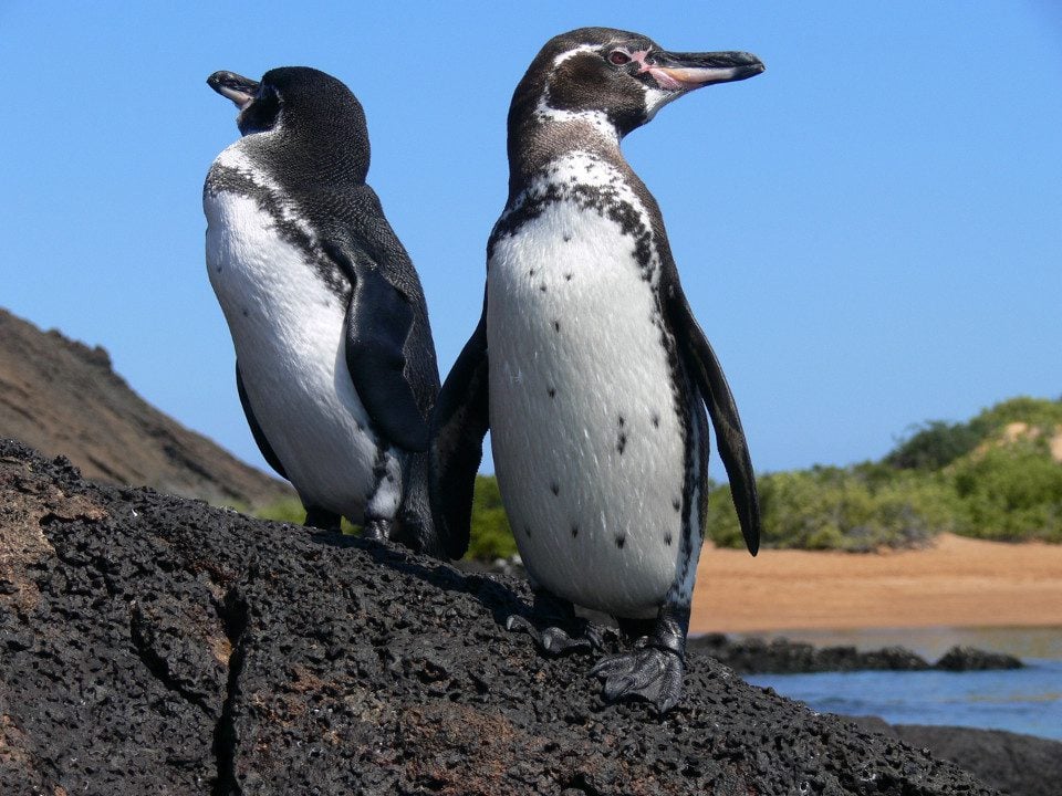 pinguinos isla bartolomme